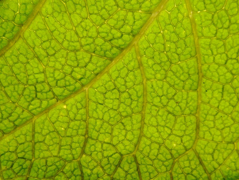 Blattadern Blattadern