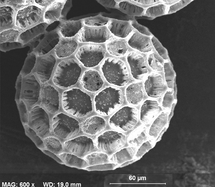 Pollenkorn Glockenrebe